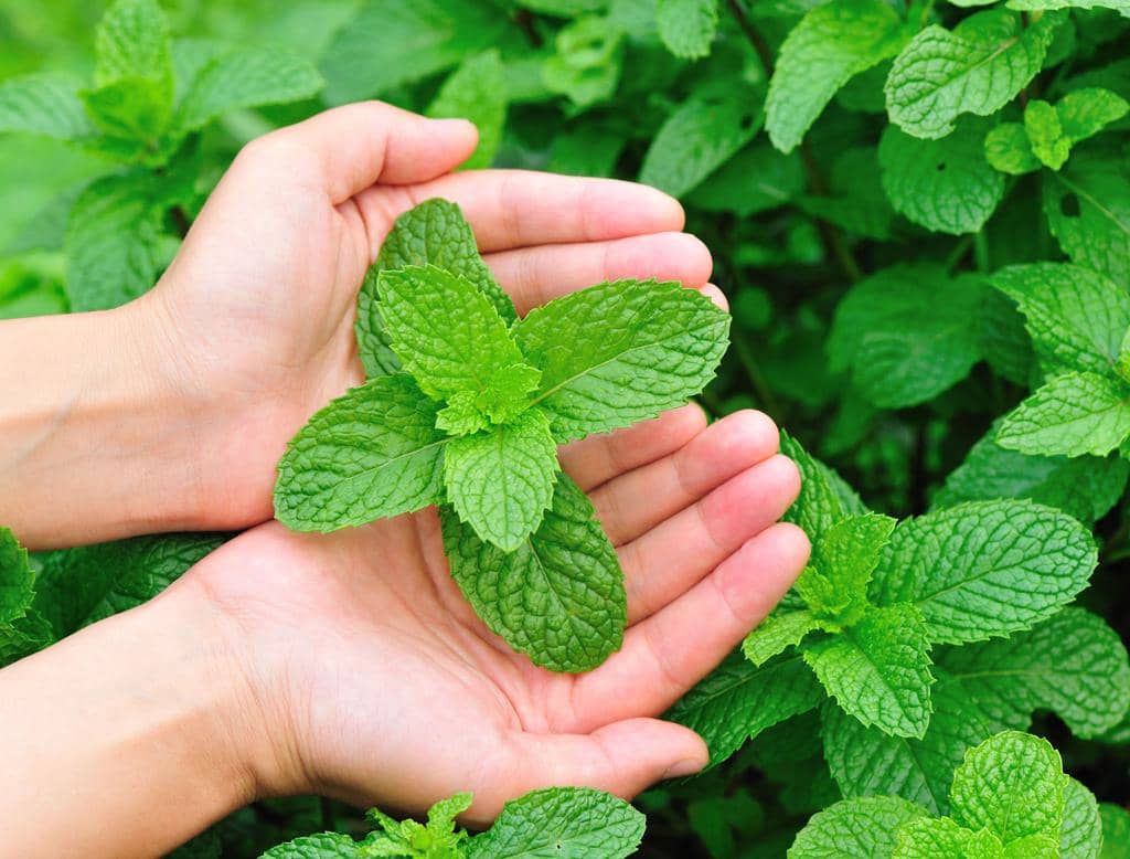 How To Use Peppermint Plants To Naturally Keep Mice Away