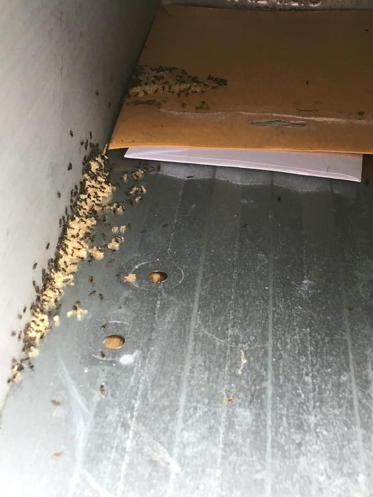 Ants In Mailbox: 3 Easy Ways To Keep Them Out Forever