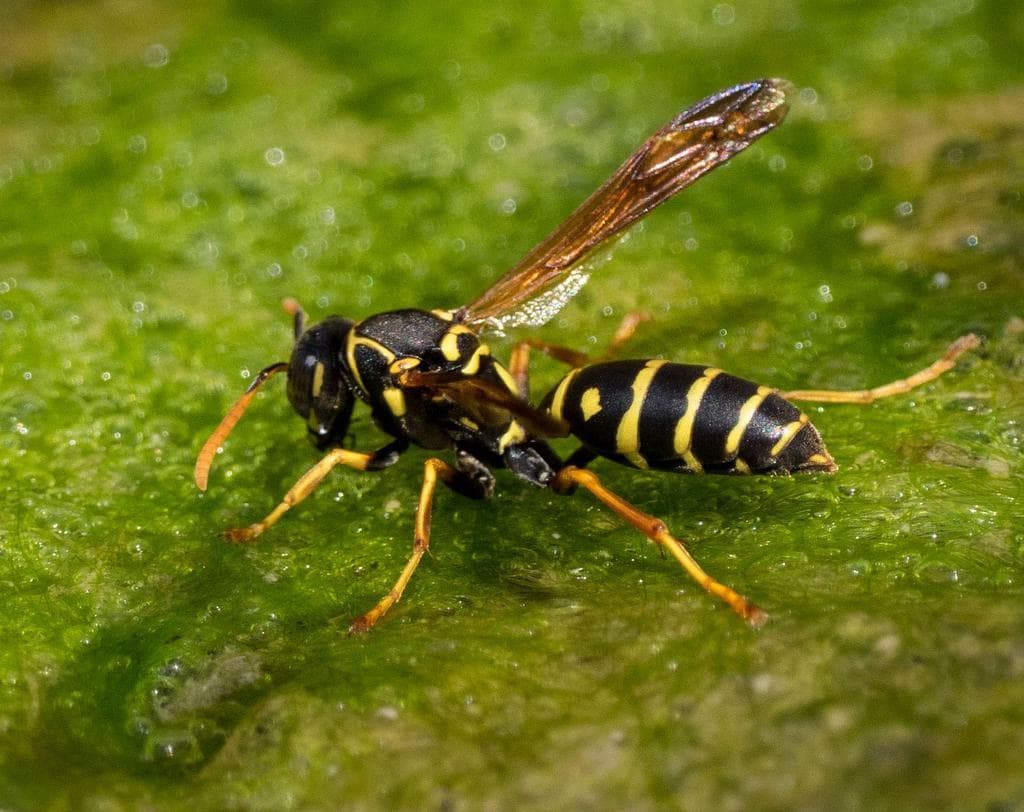 Do Wasps Make Honey? 5 Interesting Ways Wasps Eat