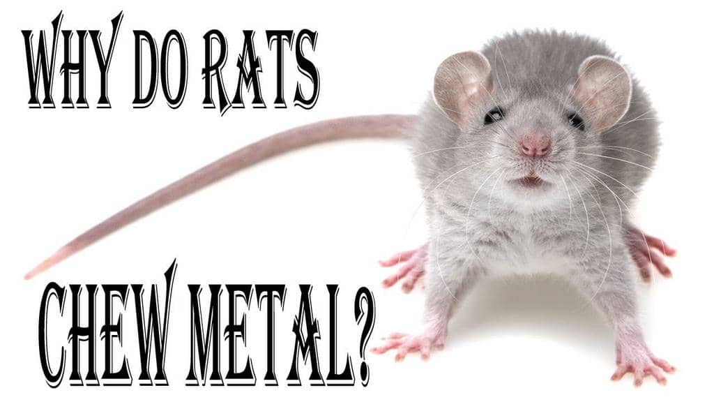 Mice Can't Chew Through Metal (Why It Repels Them)