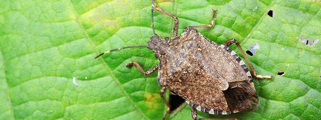  8 Scents That Stink Bugs Hate (And How To Use Them)