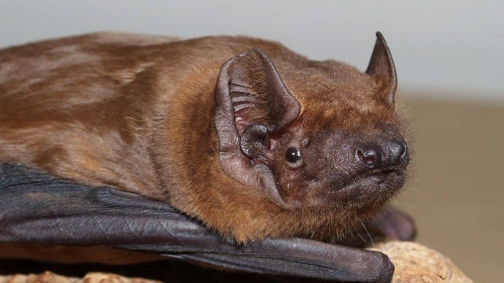 9 Natural Predators That Eat Bats: In-Depth Look
