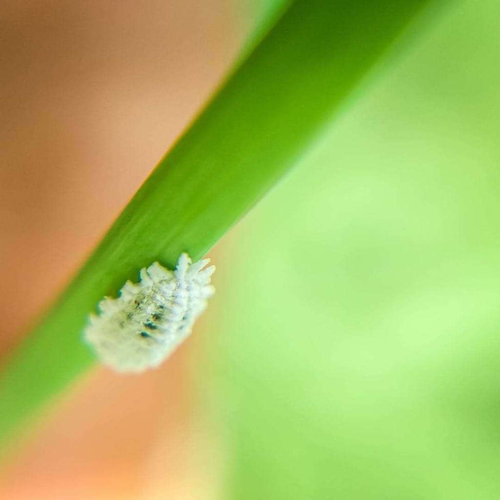 How To Identify And Naturally Remove Mealybugs In Your Soil