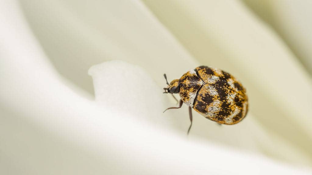 8 Things That Attract Carpet Beetles To Your Home