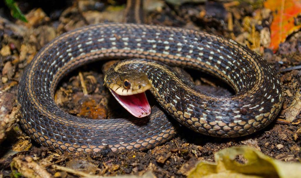 8 Ways To Keep Garter Snakes Away For Good