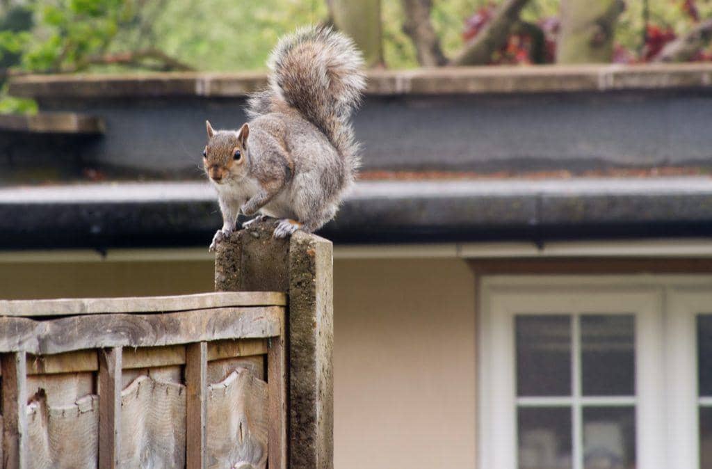 Dryer Sheets: How To Use Them To Repel Squirrels