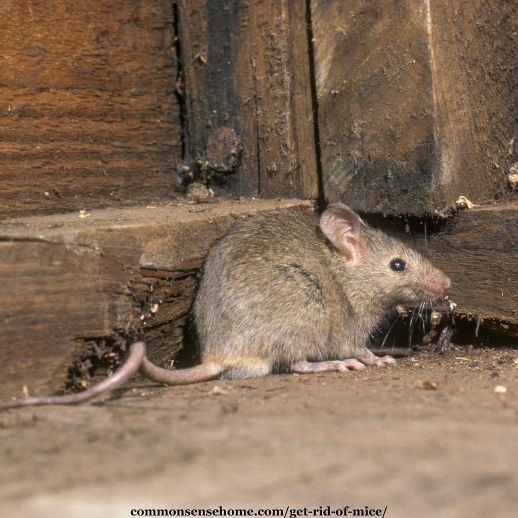 Using Balsam Fir Oil In Your RV/Camper To Repel Mice