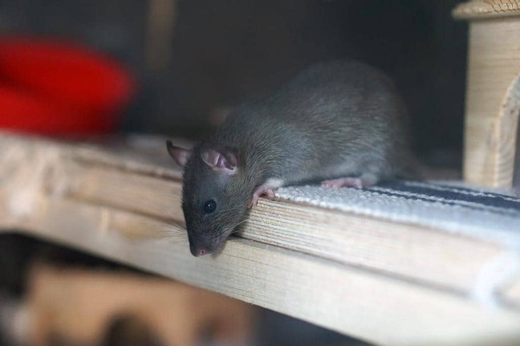 6 Things To Do If You Find A Rat In Your House
