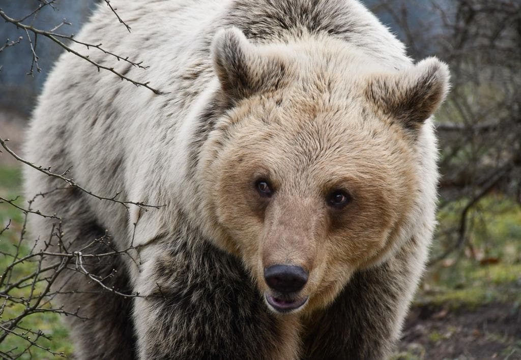Are Bears Afraid Of Whistles? Well, It Depends