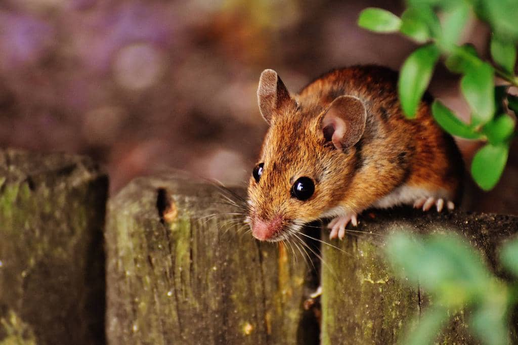 Using Clove Oil To Repel Mice (And Why It Works)