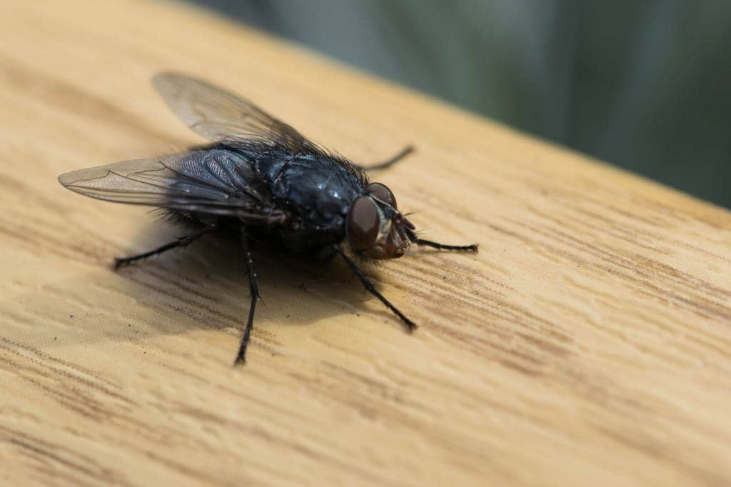  9 Things To Do If You Find A Fly In Your House