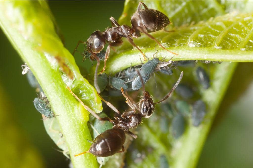 8 Indoor Plants And Houseplants That Repel Ants