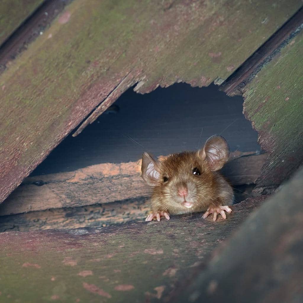 Why Citronella Oil Keeps Mice Out Of The Garage