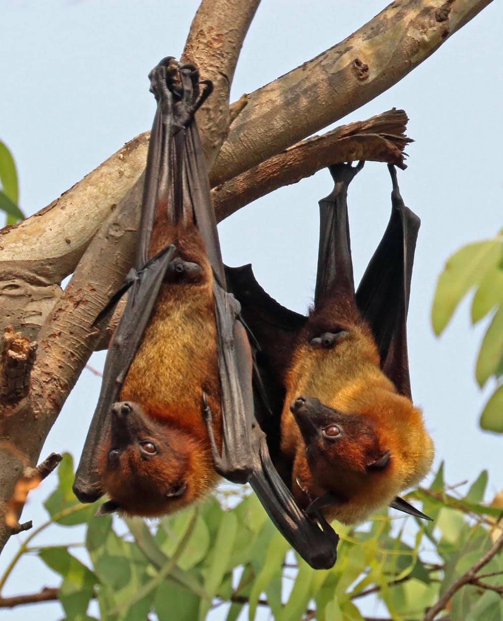 Why Bats Will Leave On Their Own (And What To Do If They Do Not)