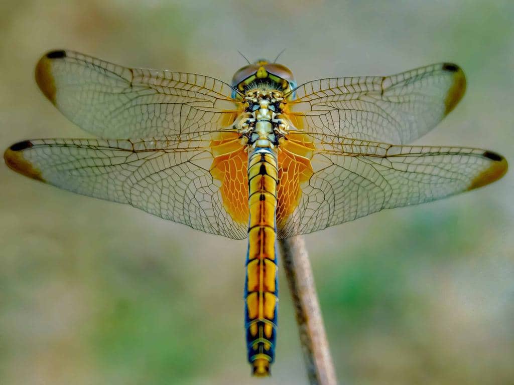 11 Natural Predators That Eat Flies: In-Depth Look
