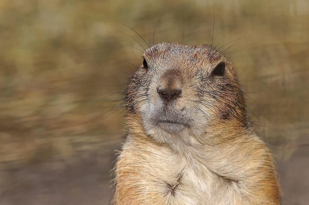  Can You Keep Gophers As Pets? You will Need This Special License