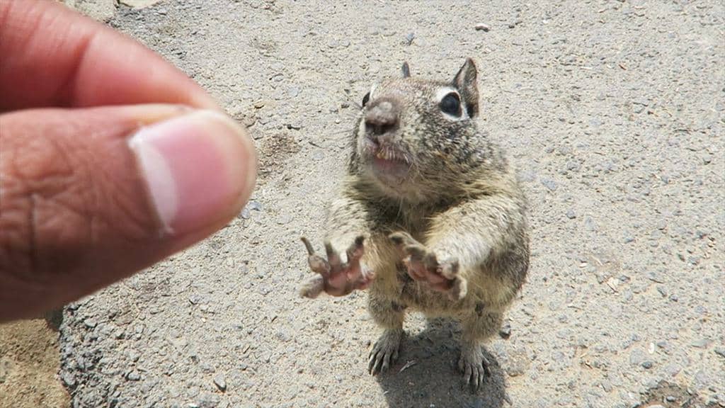 Can You Touch A Squirrel?