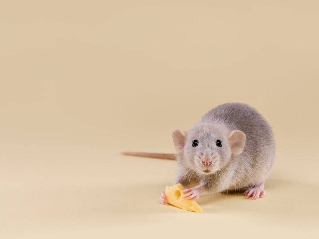 How To Use Apple Cider Vinegar To Repel Mice Naturally