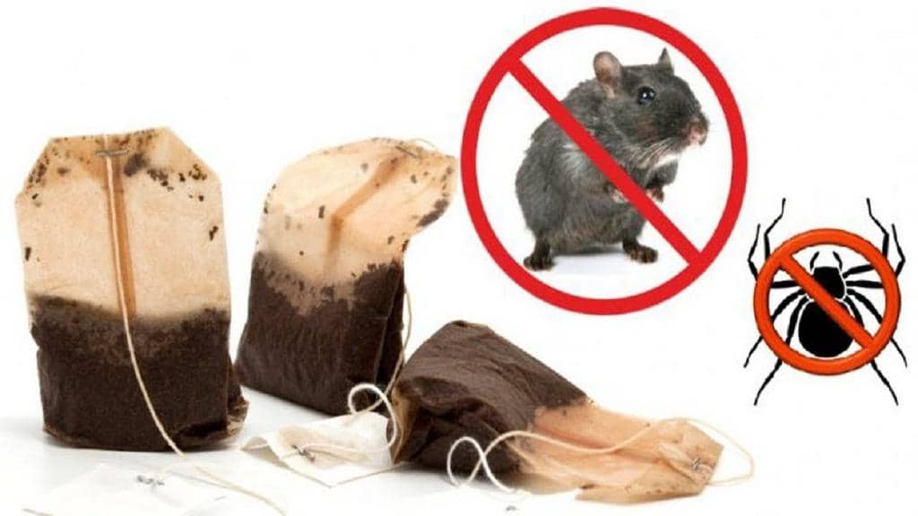 Using Black Tea Bags To Get Rid Of Mice (And Why It Works)