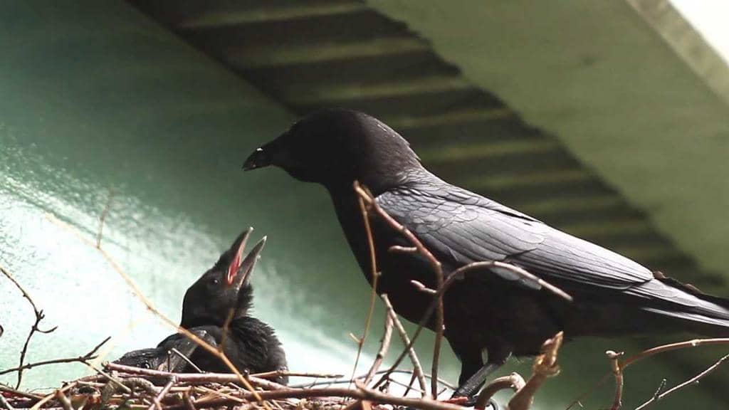 5 Ways To Keep Crows Away From Bird Nests