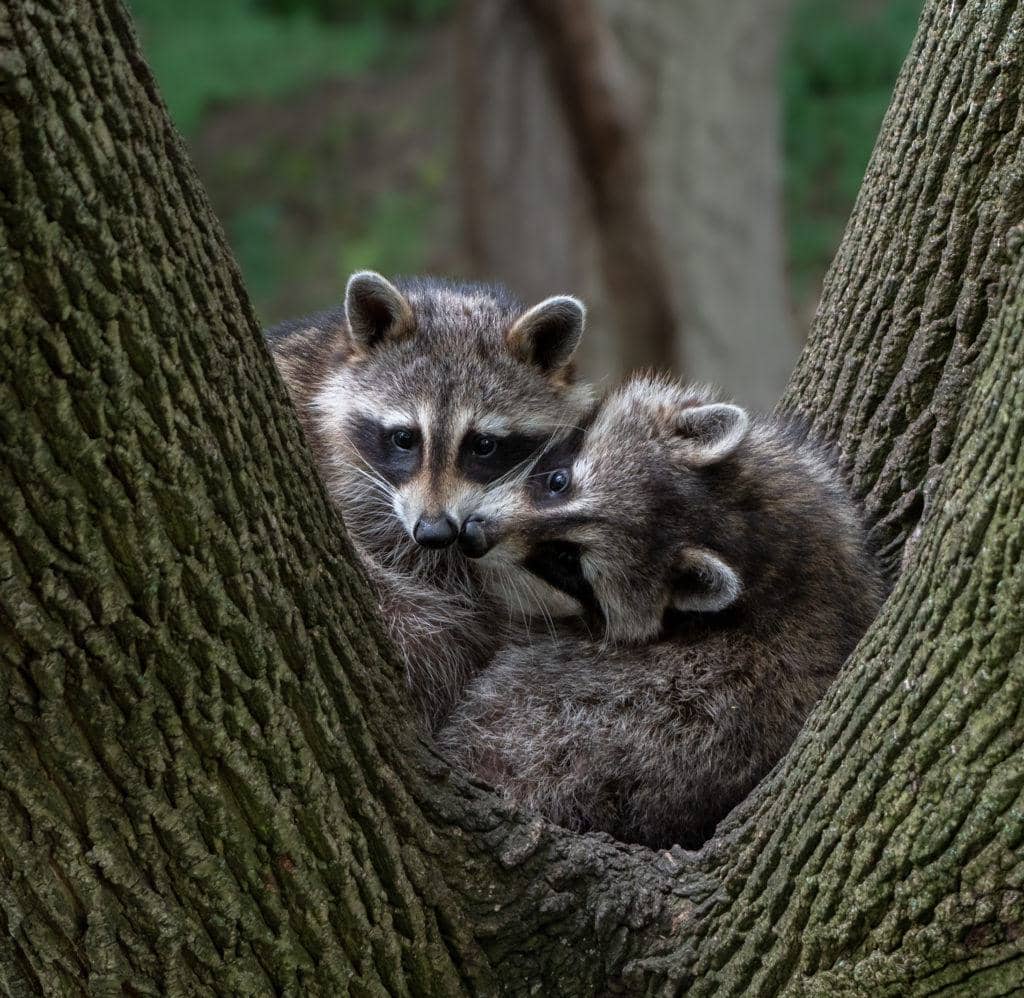 3 Unique Ways That Raccoons Can Damage Your Trees