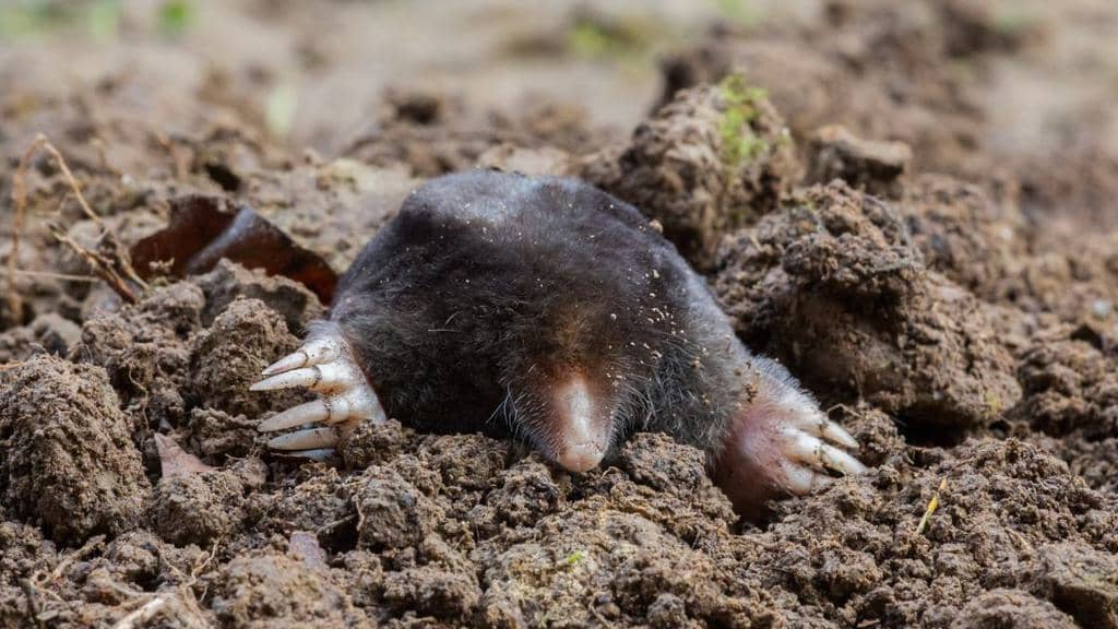  Why You Have Moles In Your Yard And How To Get Rid Of Them