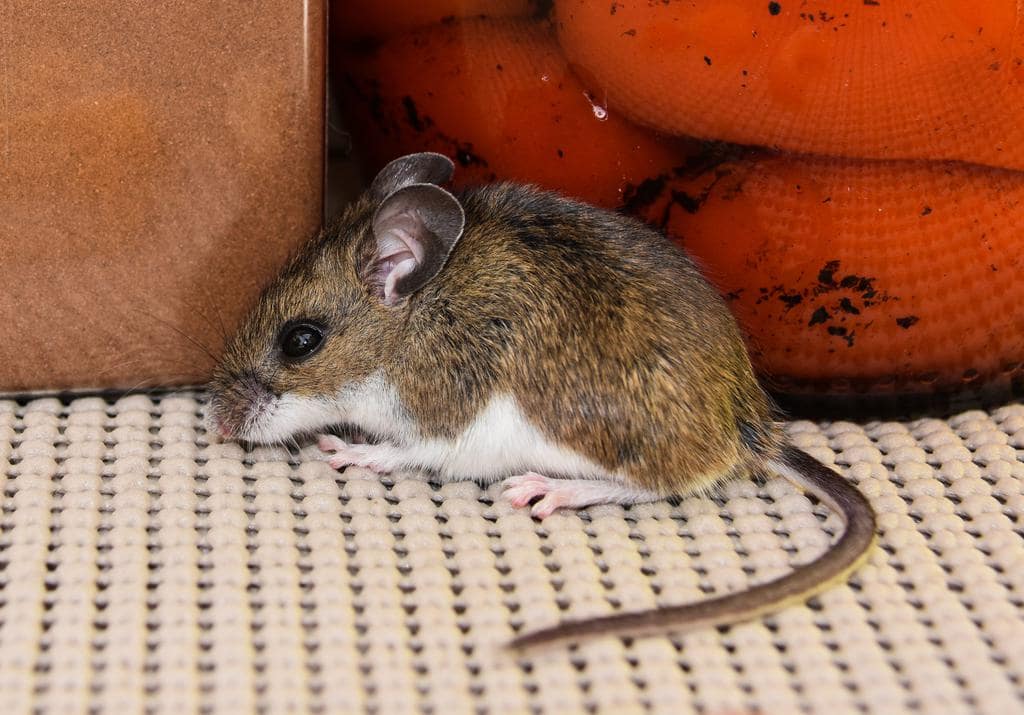 How To Use Wintergreen To Keep Mice Away (And Why It Works)