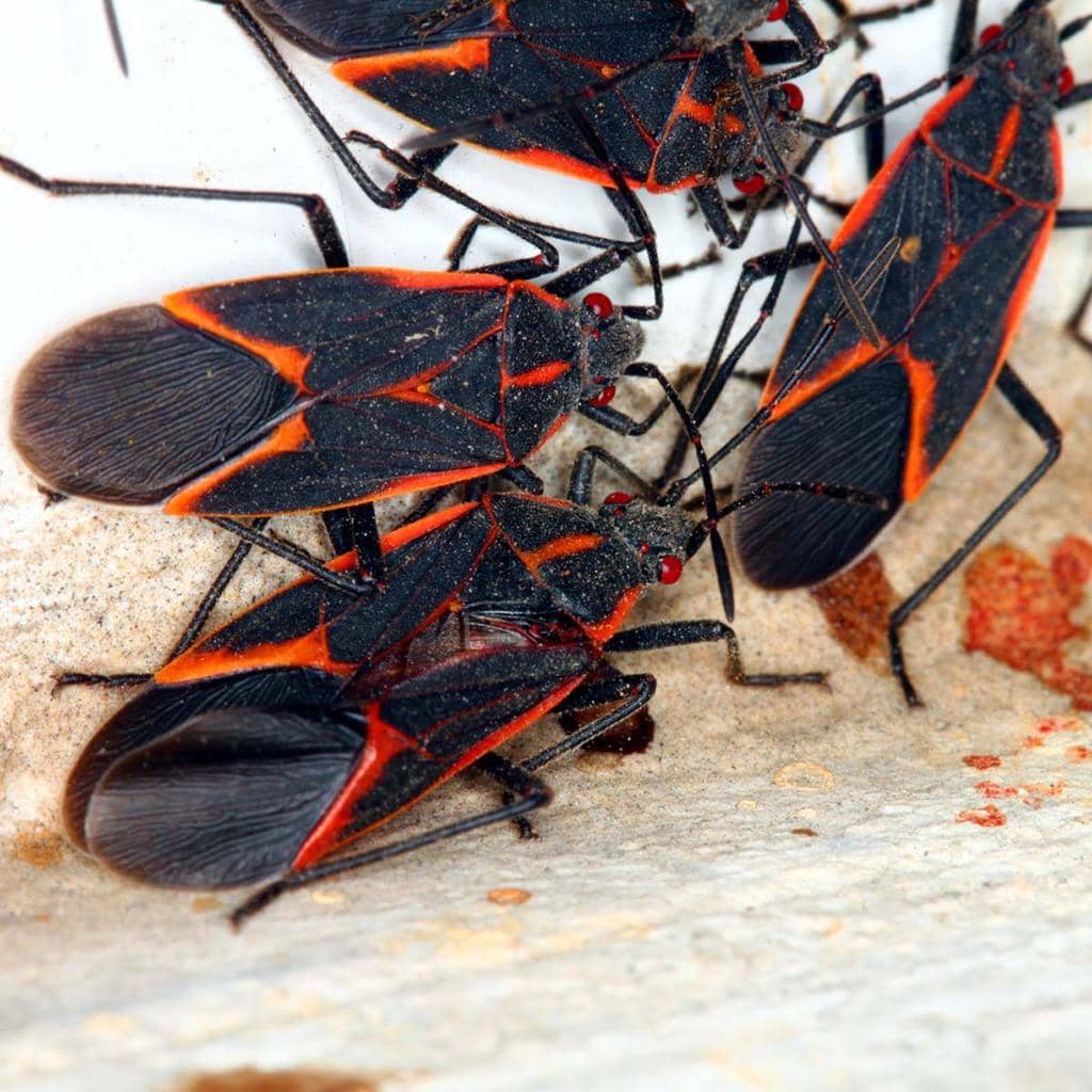 4 Best Boxelder Bug Repellents (And How To Use Them)