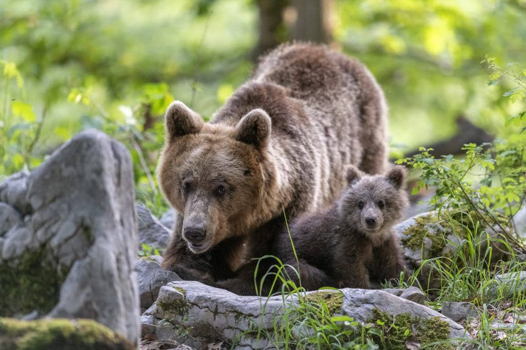 3 Reasons Why Using Bright Lights To Deter A Bear Is A Bad Idea