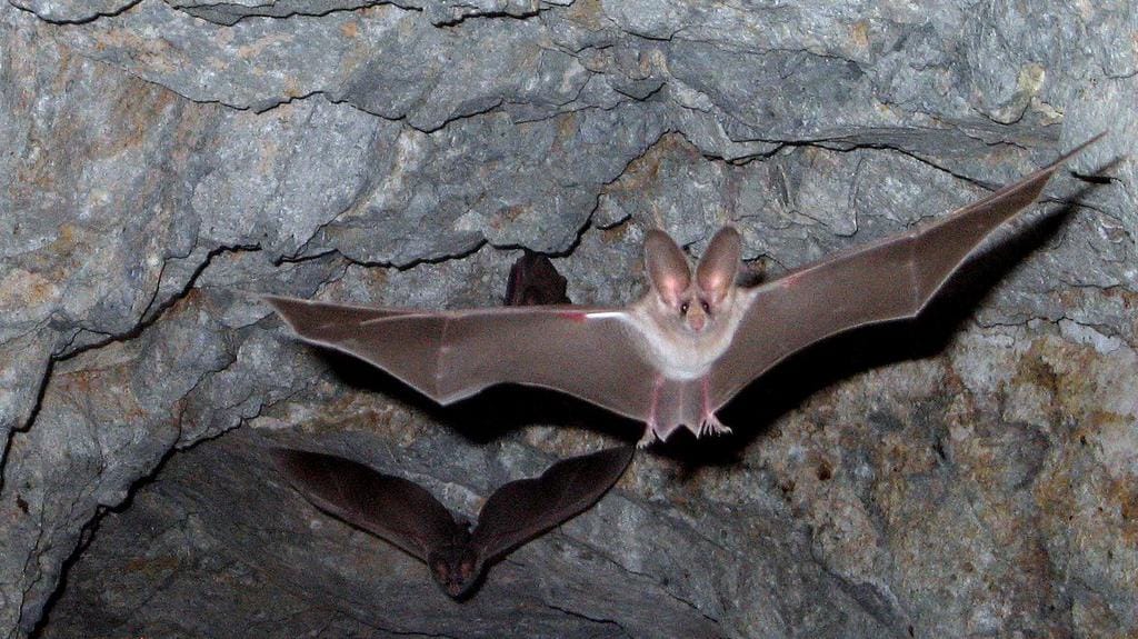 Can Bats Do Damage To Your House?