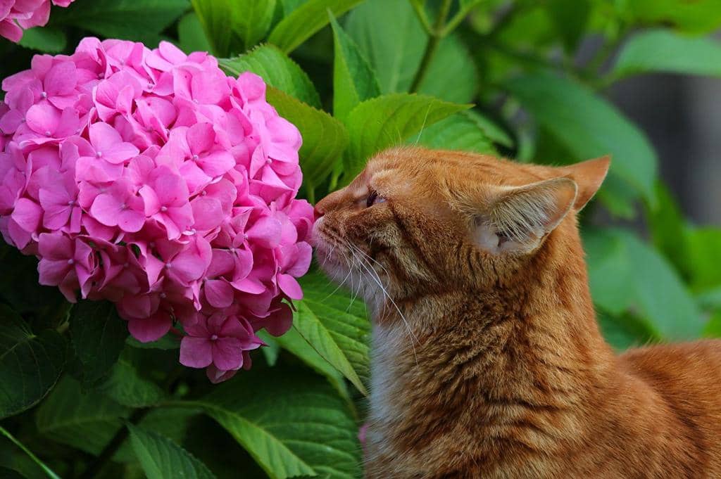 7 Animals That Love Eating Hydrangeas (And How To Stop Them)