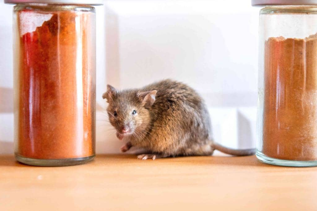 3 Ways To Use Food Storage To Keep Mice Out (And How To Do It!)