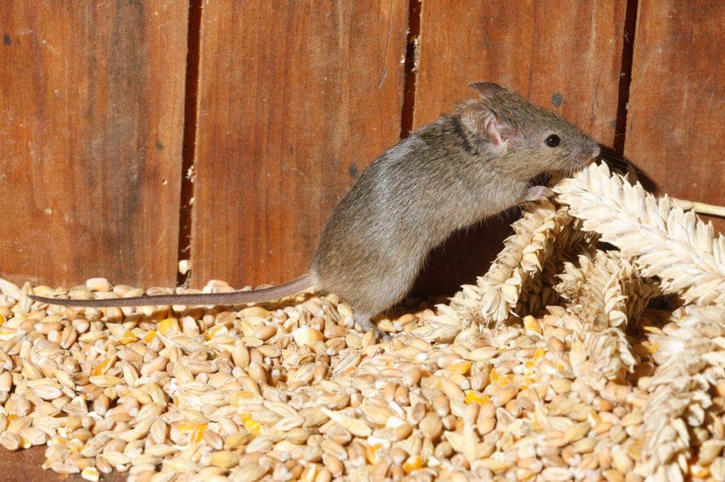 4 Storage Containers That Mice Hate (And How To Use Them)