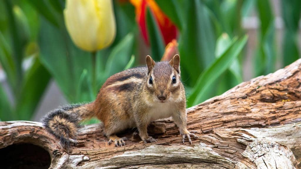 5 Best Ways To Fill Chipmunk Holes For Good