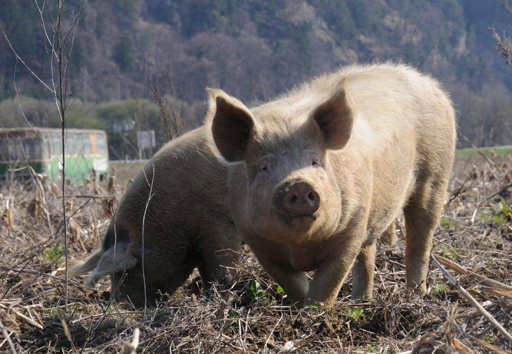 3 Scents That Pigs Hate (And How To Use Them)