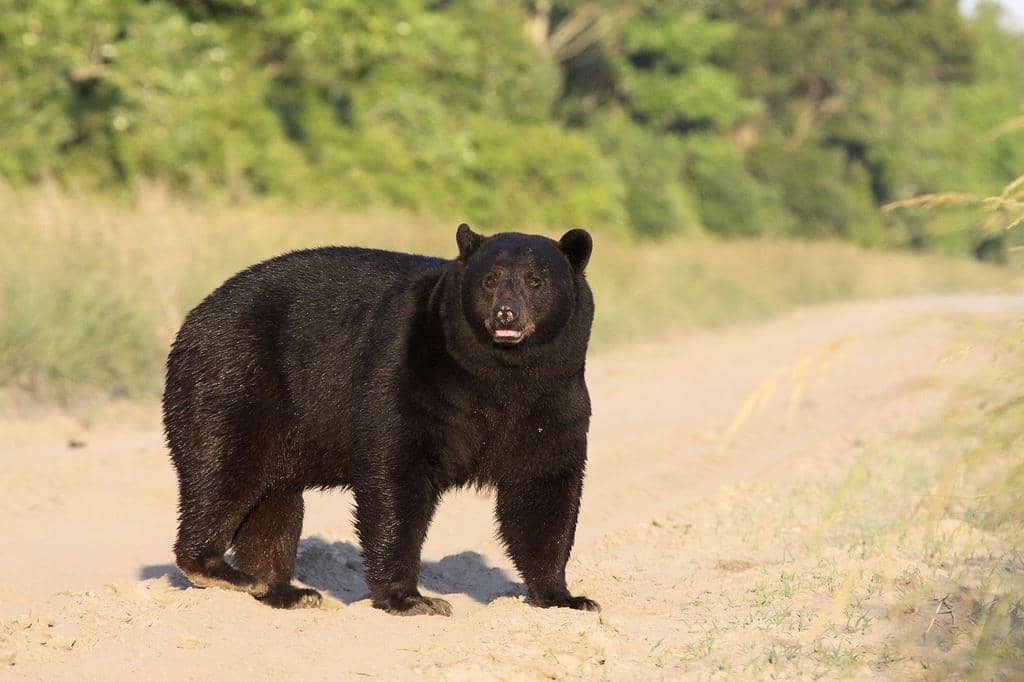 Are Bears Afraid Of Whistles? Well, It Depends