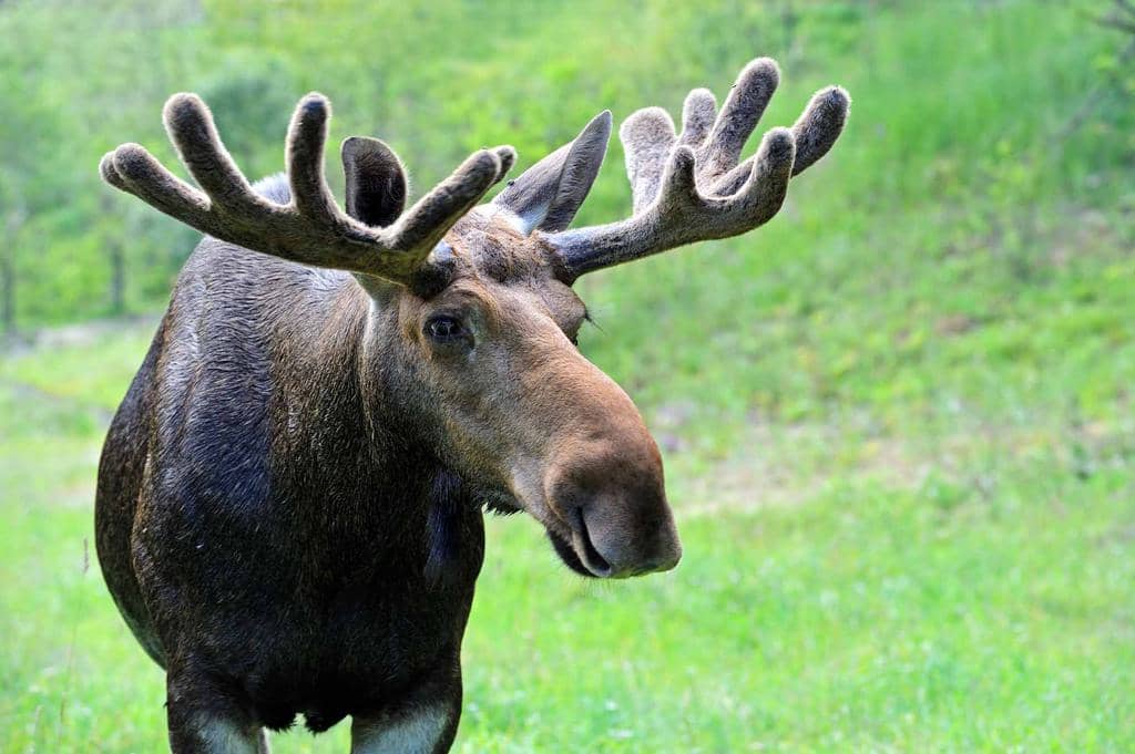 How To Keep Moose Out Of Your Garden And Yard (10 Easy Tips)