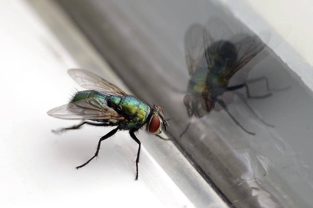 Why You Have Flies Around Your Windows (And How To Stop Them)