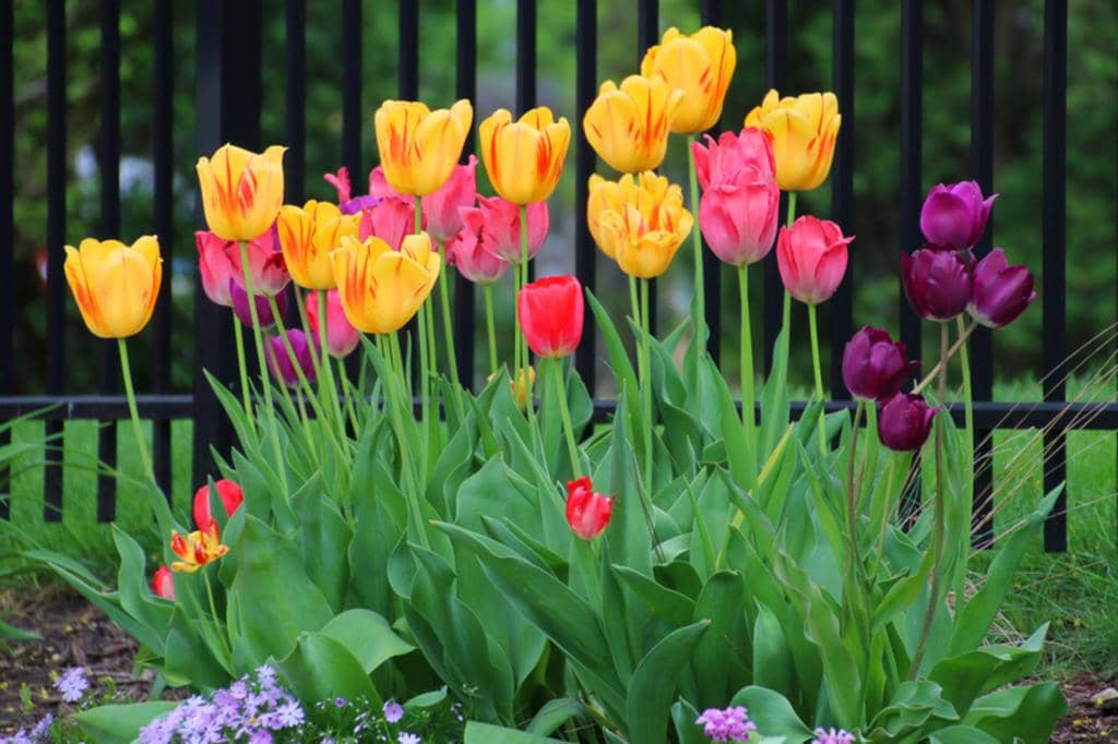 7 Bugs And Insects That Love Eating Your Tulips (Repel Them)