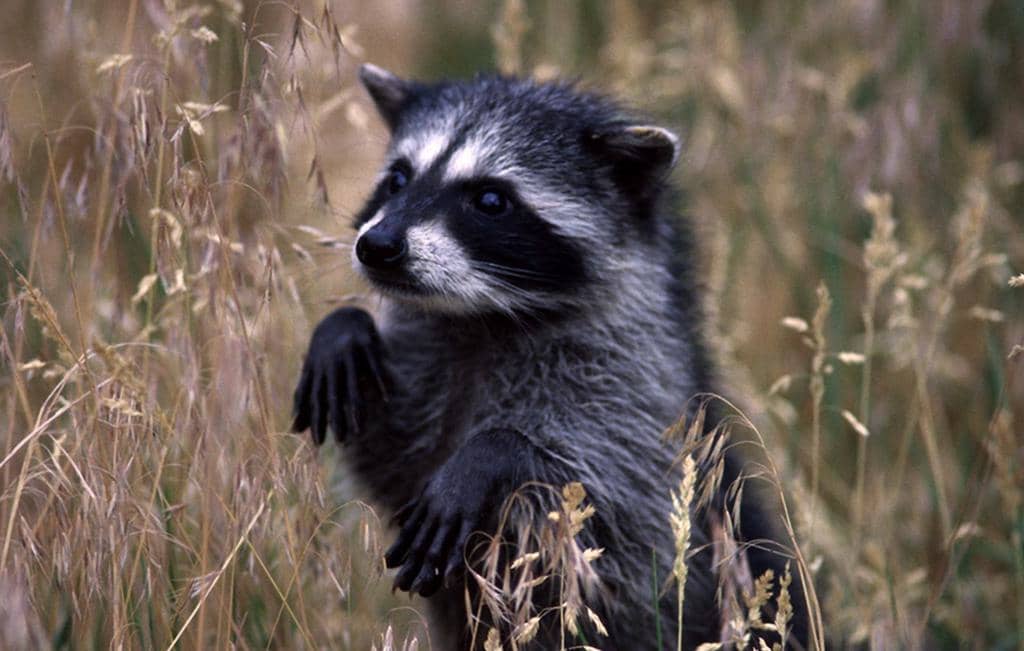 14 Best Raccoon Repellents (And How To Use Them)