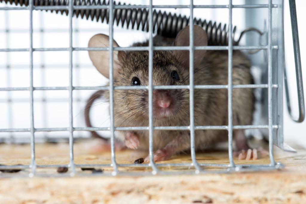  Why Cinnamon Oil Works To Repel Mice From Your RV