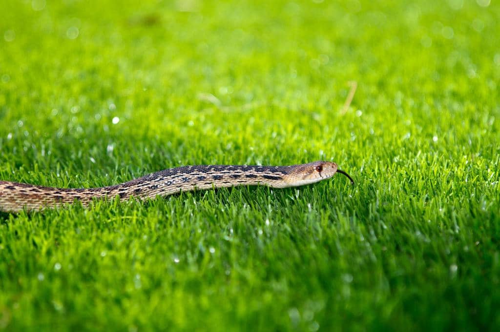 7 Reasons Snakes Are Not Leaving Your Yard (How To Fix It)