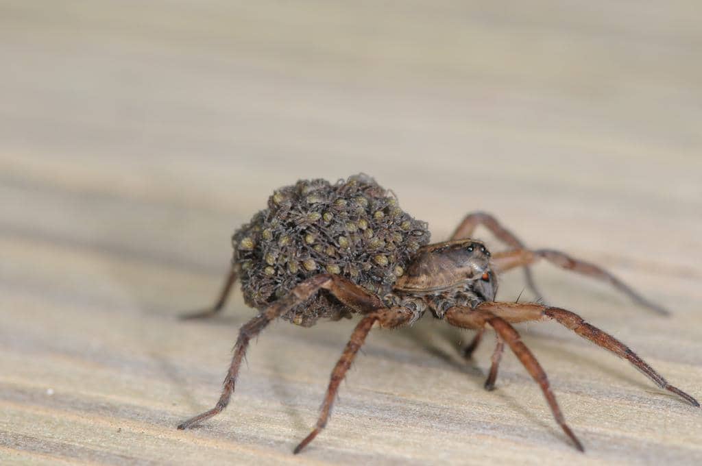 7 Things That Bring Spiders Inside (And How To Fix It)