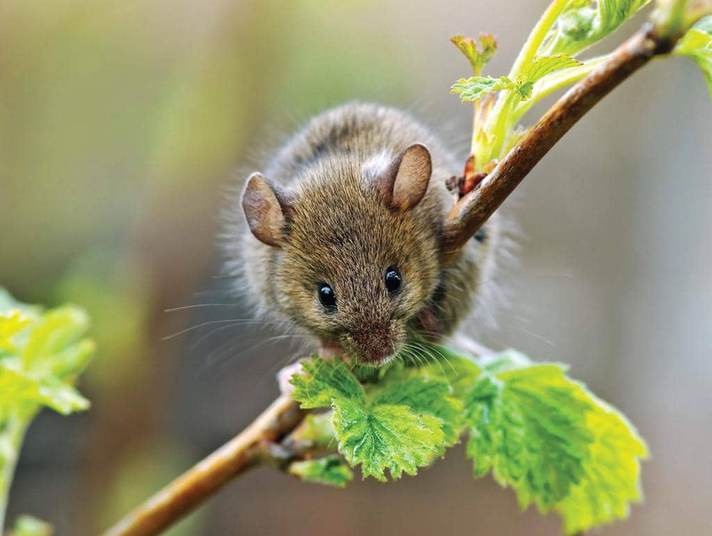  How To Use Bergamont Oil As A Natural Mouse Repellent