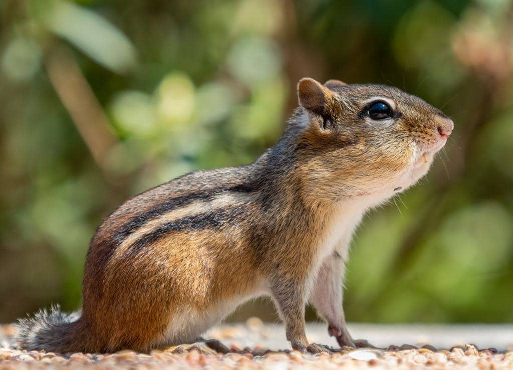 6 Easy Tips For Removing Chipmunks From Your Garage