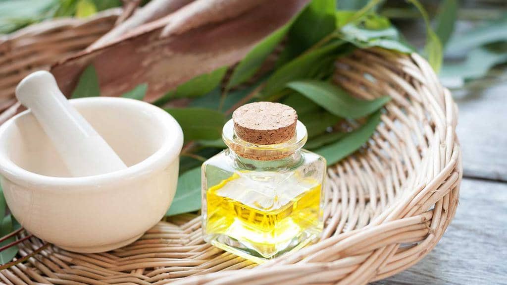 Eucalyptus Oil: Using It To Keep Mice Out Of Your Shed