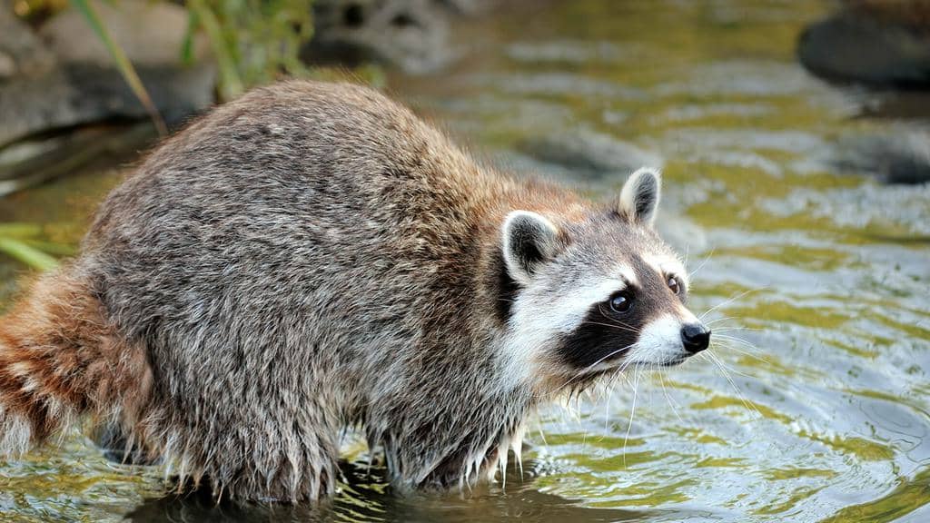 9 Scents That Raccoons Hate (And How To Use Them)