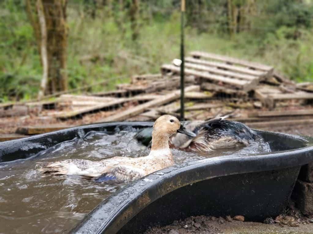 8 Easy Tips To Keep Ducks Out Of Your Swimming Pool