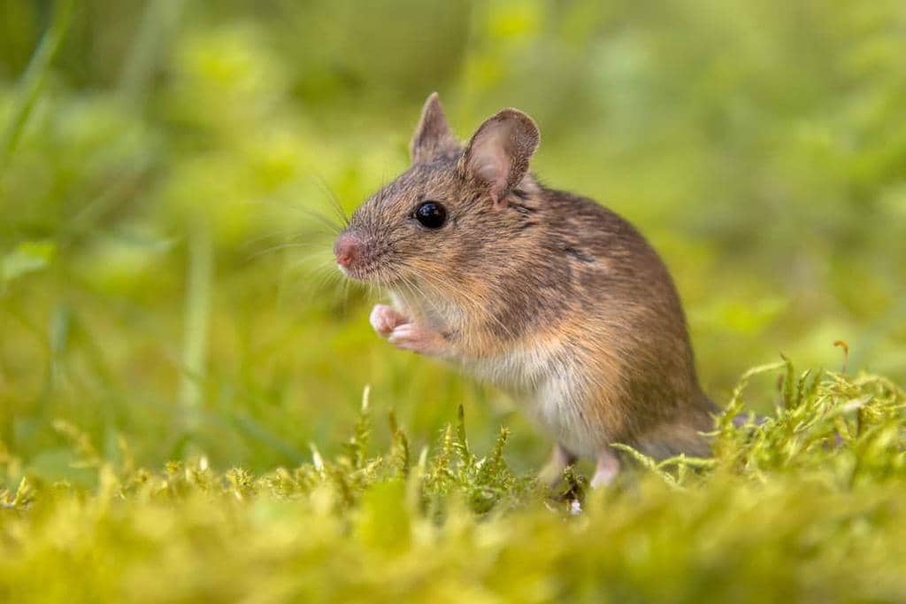 The Best Ways To Naturally Repel Mice
