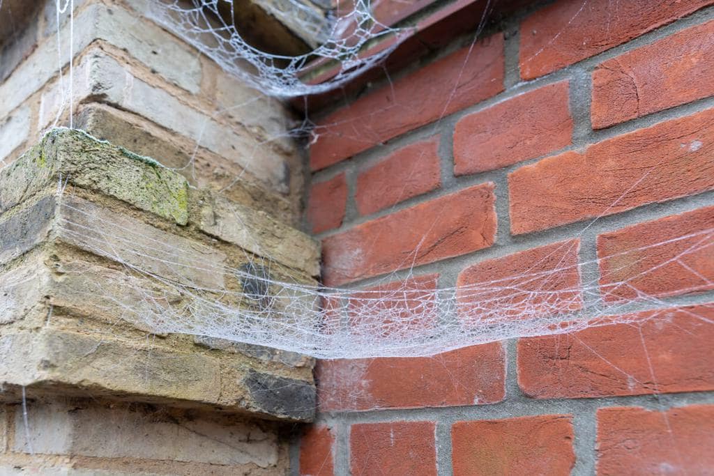 7 Reasons Why Spiders Are Inside Your Walls